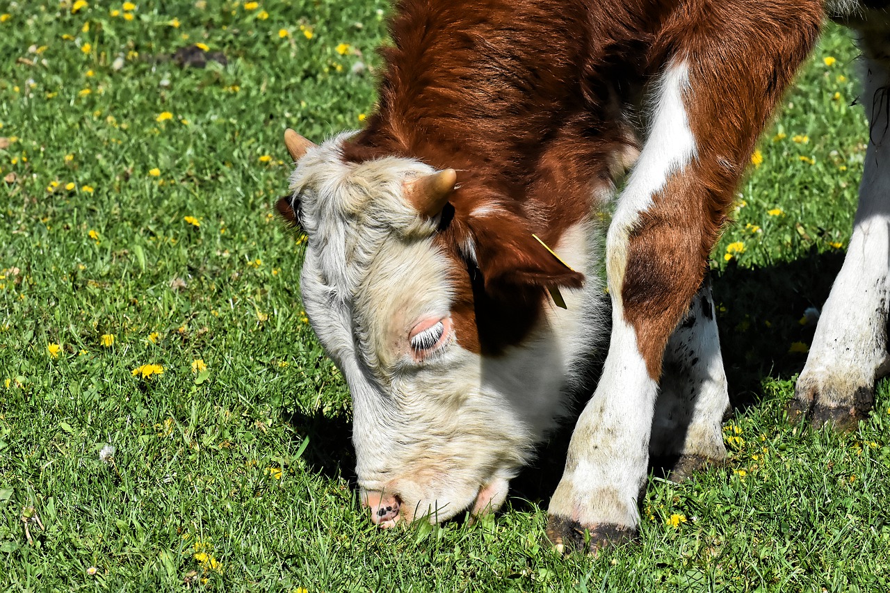 mimpi sapi makan rumput