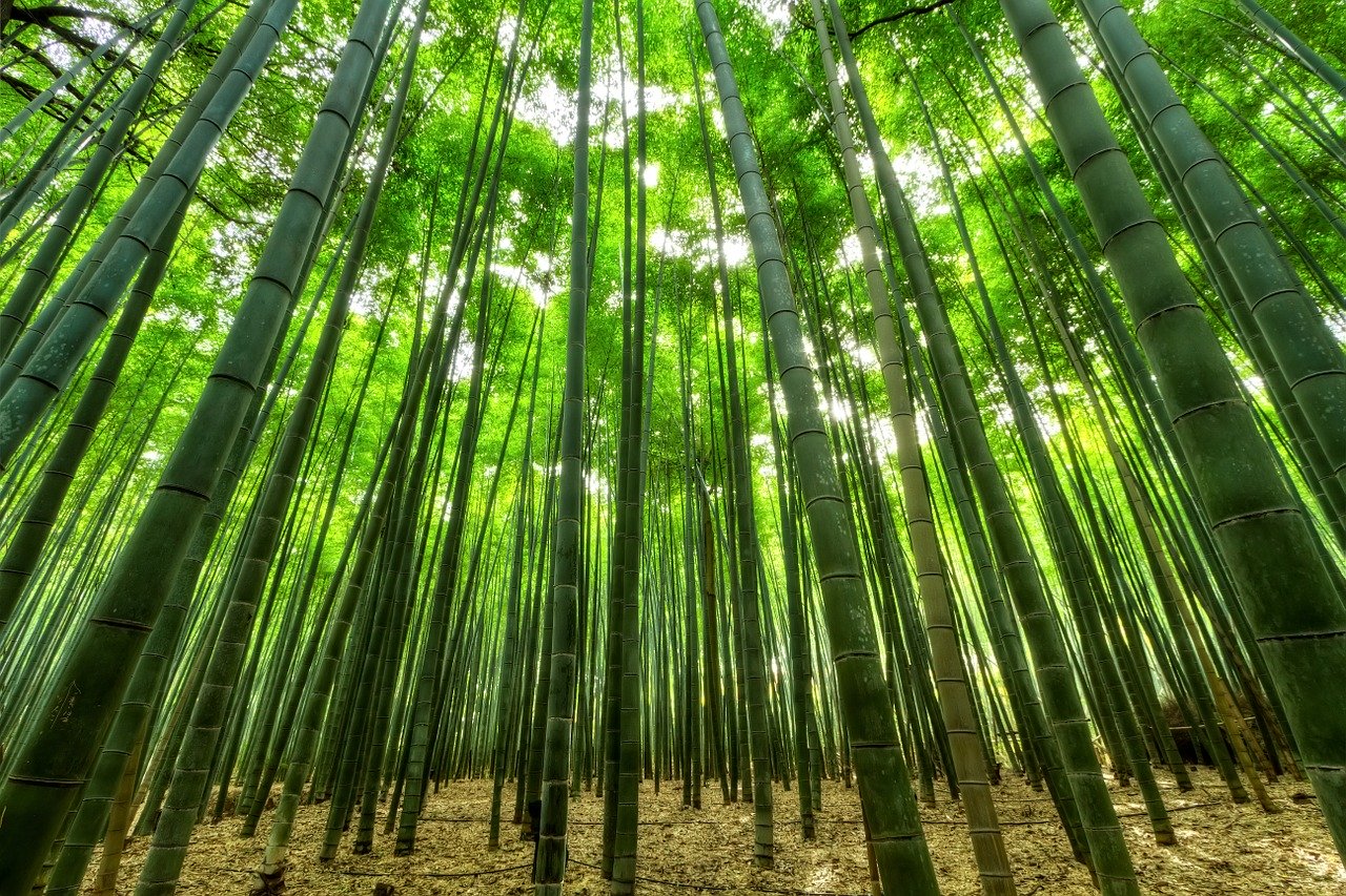 arti mimpi pohon bambu