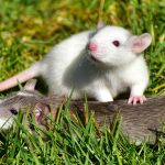 mimpi tikus putih
