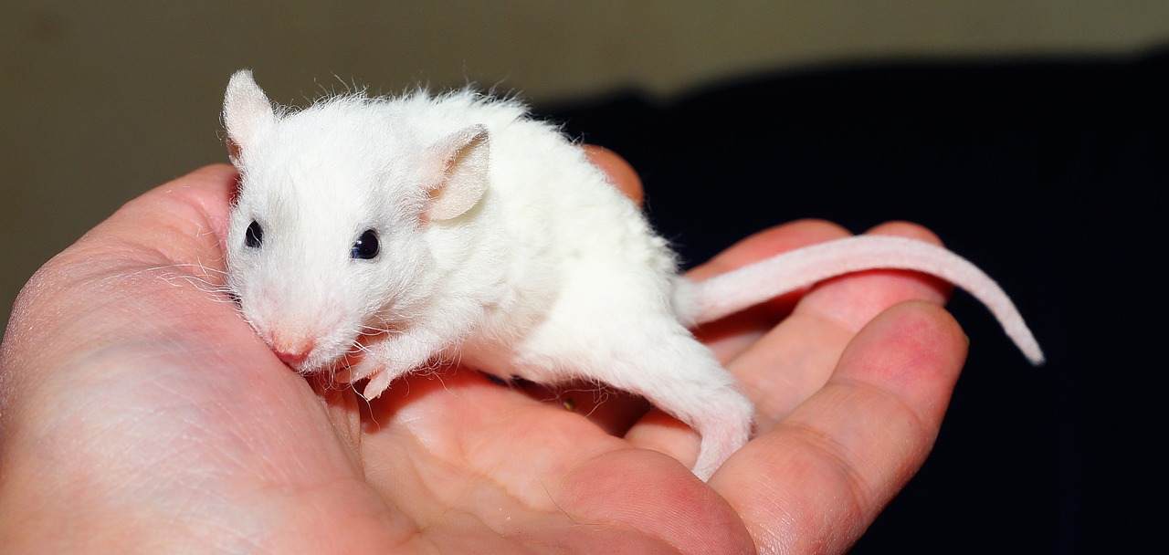 mimpi membunuh tikus putih