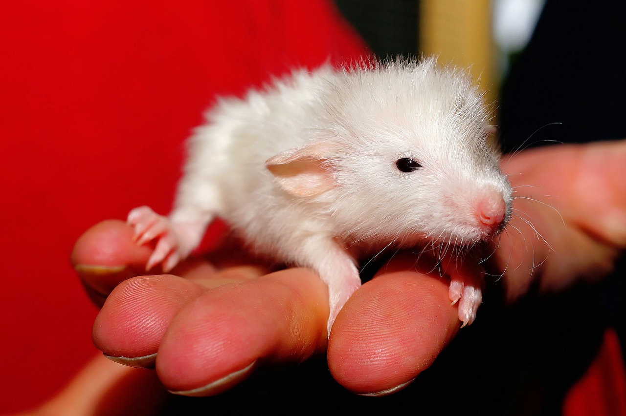 mimpi tikus putih rumah
