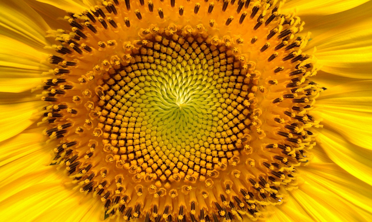 arti mimpi bunga matahari mekar