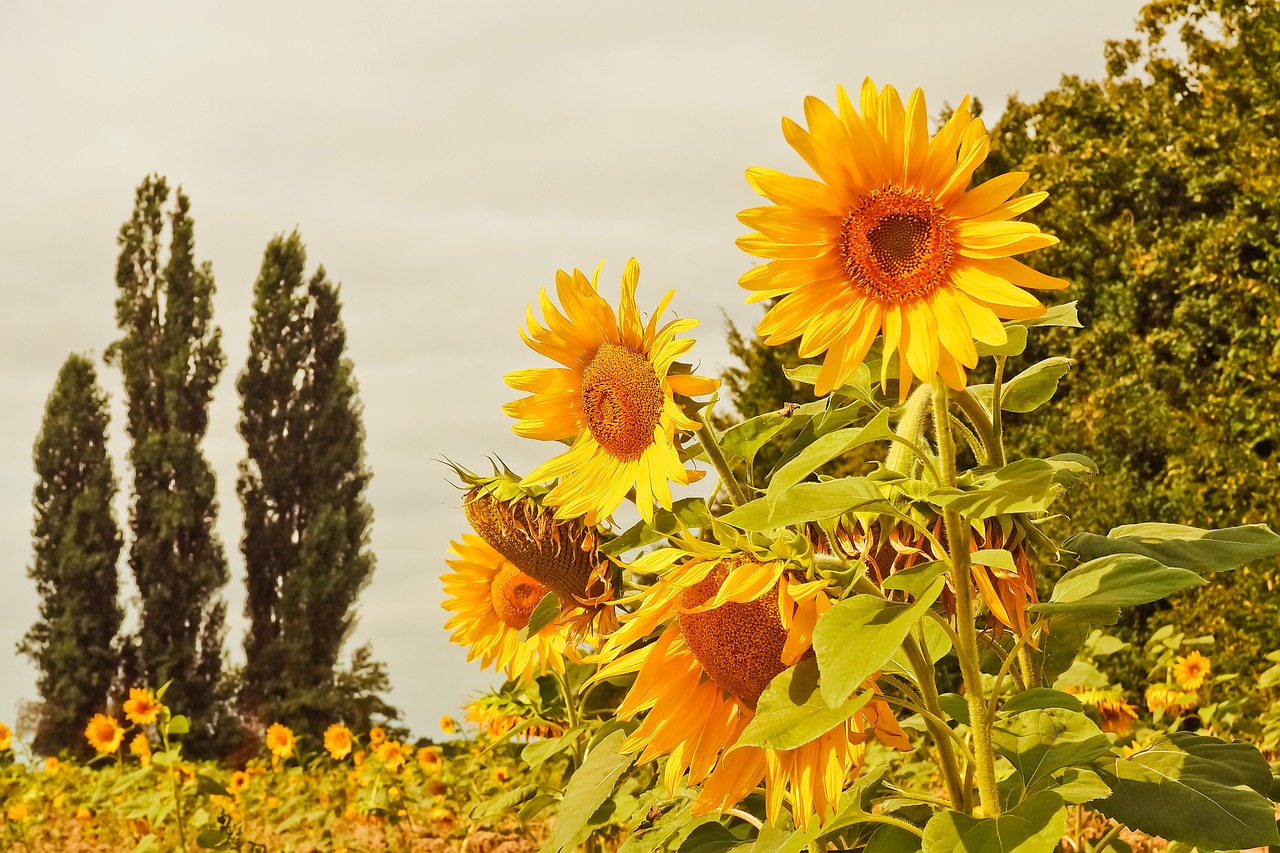 mimpi memetik bunga matahari